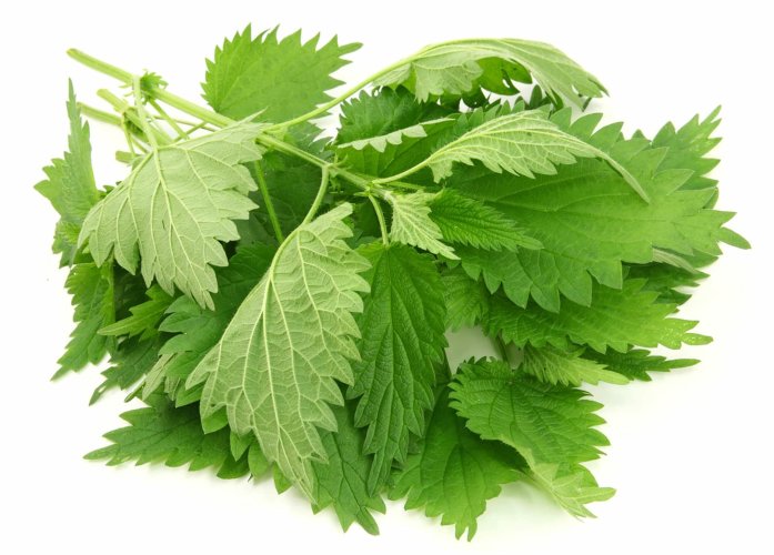 Гидролат Крапивы